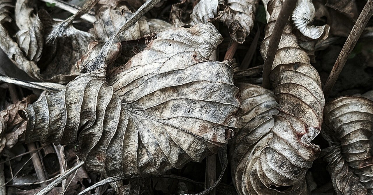 WINTER PLANTS ギボウシの葉｜annon