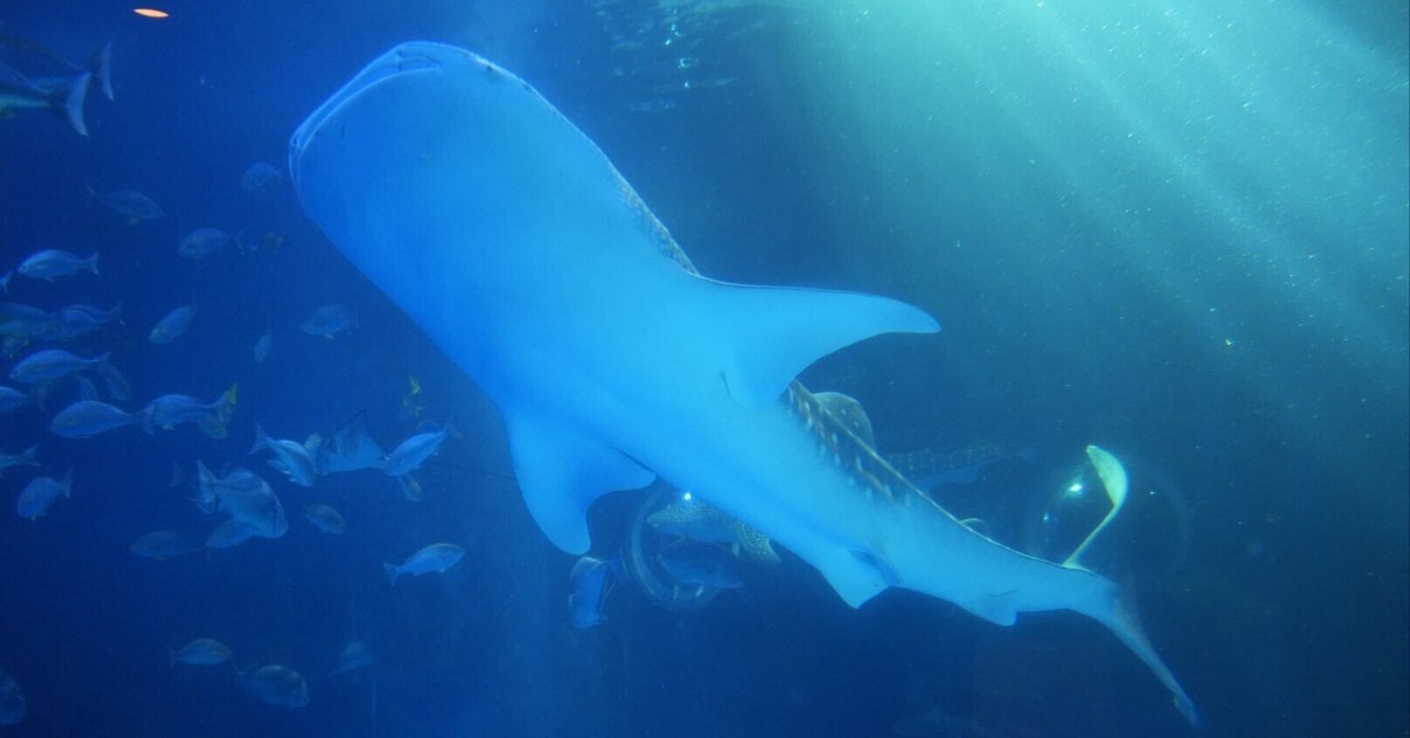 レポ#58 のとじま水族館｜haru