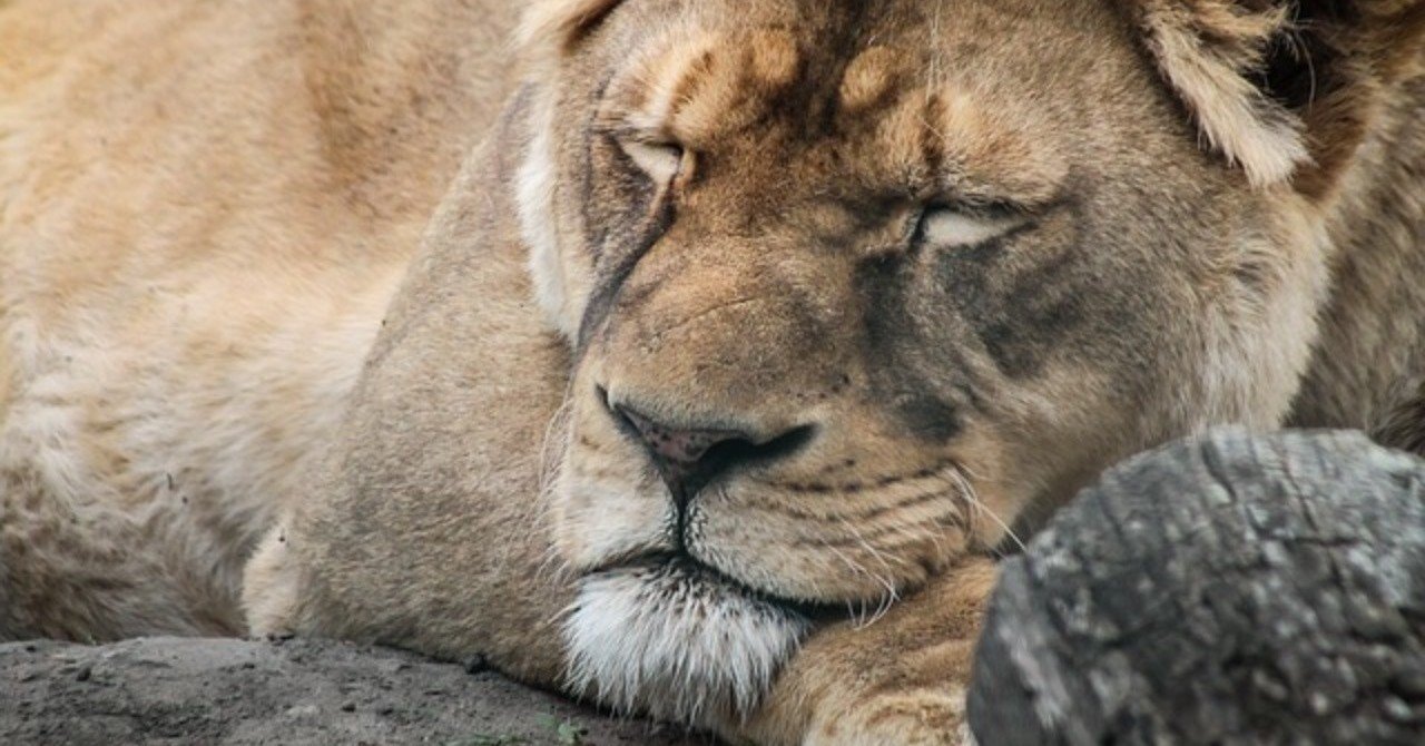 だらだら過ごすのは楽かもしれない シロヤん Note