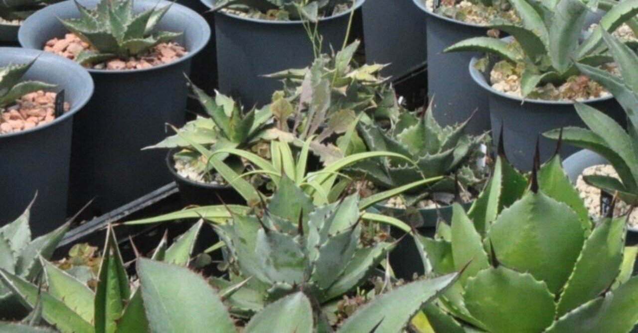 アガベ 品種紹介（Choritepalae節）｜KKGREEN