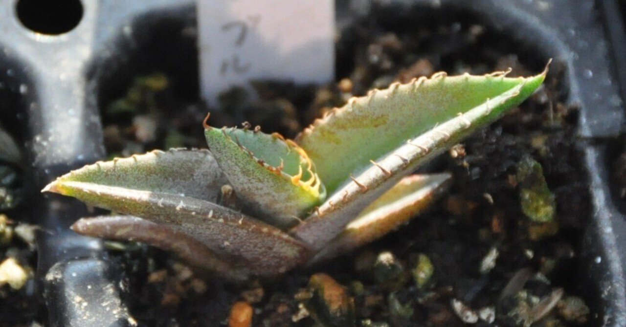 アガベ 品種紹介（Marginatae節3）｜KKGREEN