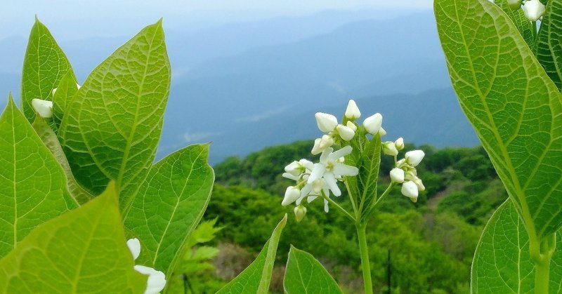 真っ白の清楚な花、クサタチバナ