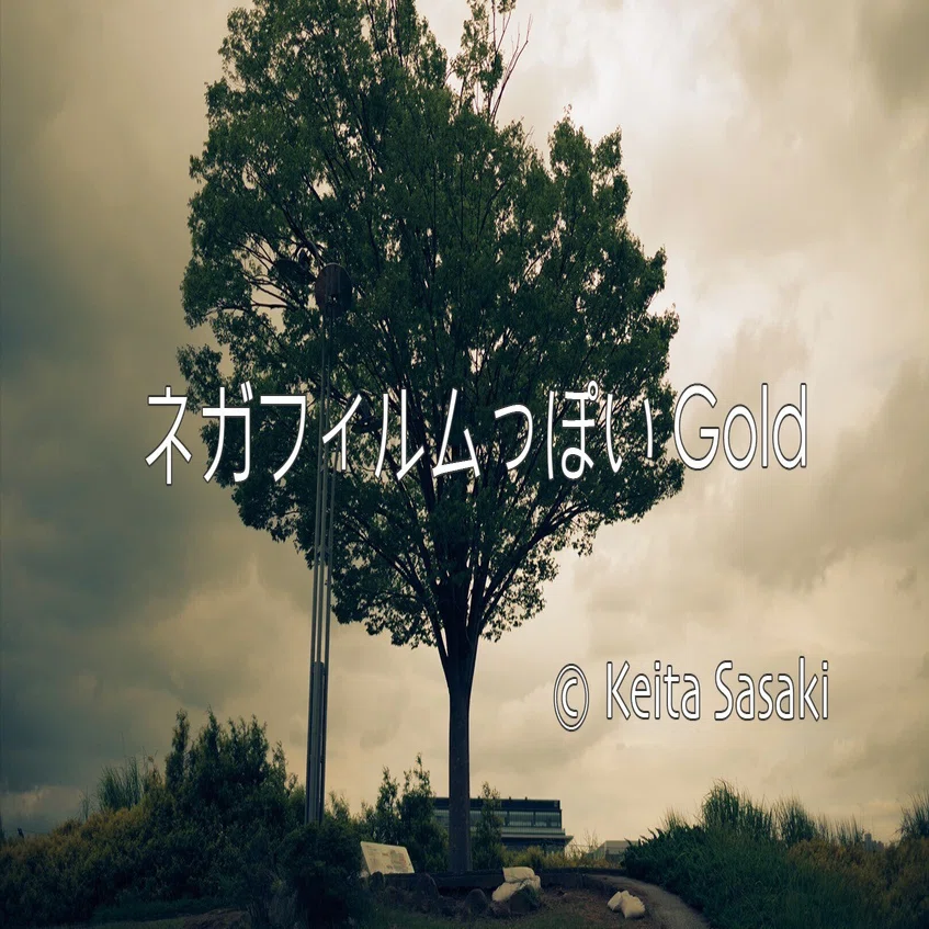 ネガフィルムっぽいGold｜佐々木啓太