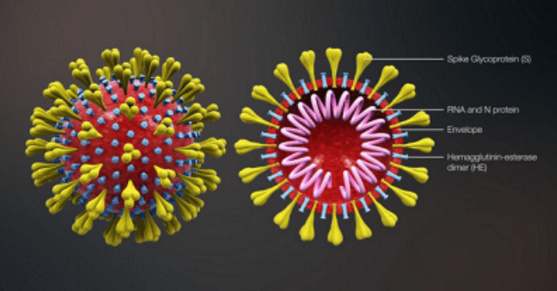 SARS-CoV-2ウイルスのスパイクタンパク質に対するナットウキナーゼの破壊効果