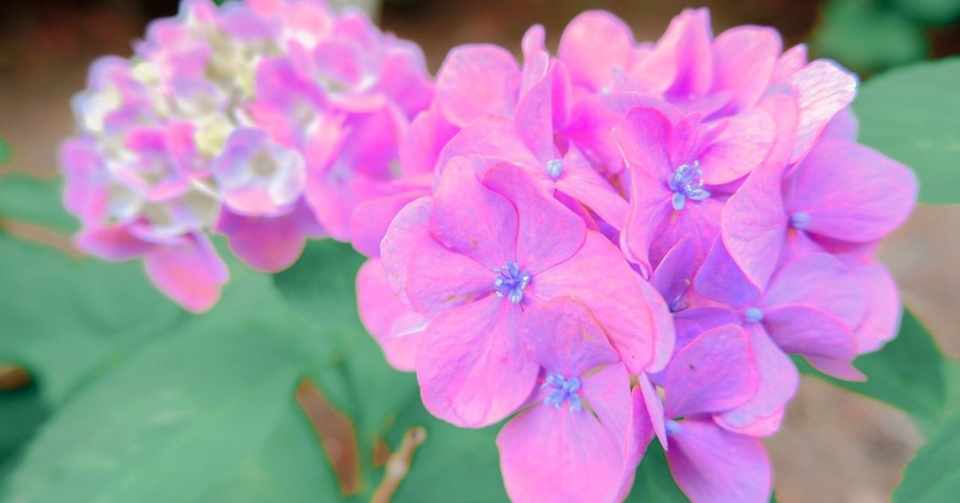 紫陽花のうた 星野 カナタ Note