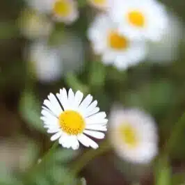 小鈴花