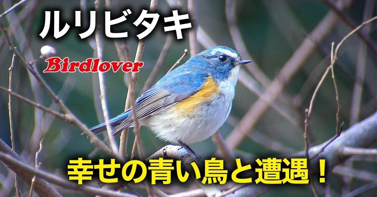 happyちび姫ランド　幸せの青い鳥　(お値下げしました) 幸せの青い鳥と遭遇｜Birdlover