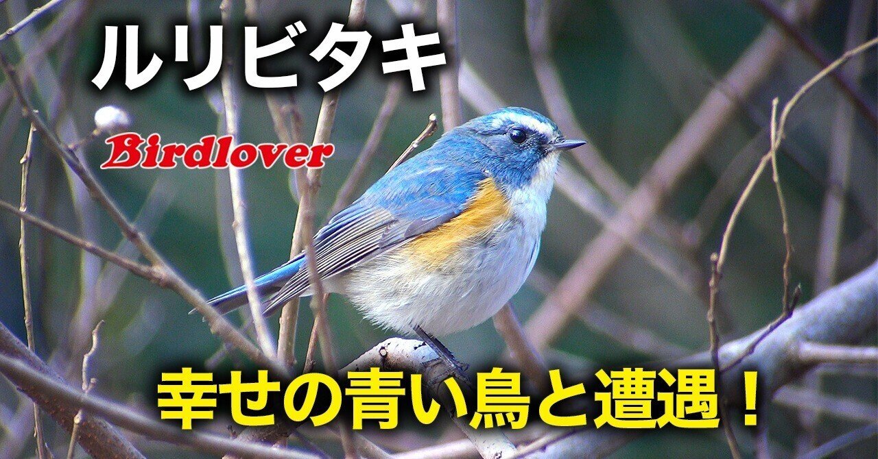 幸せの青い鳥と遭遇｜Birdlover