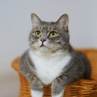 集団ストーカーとテクノロジー犯罪は解決できます