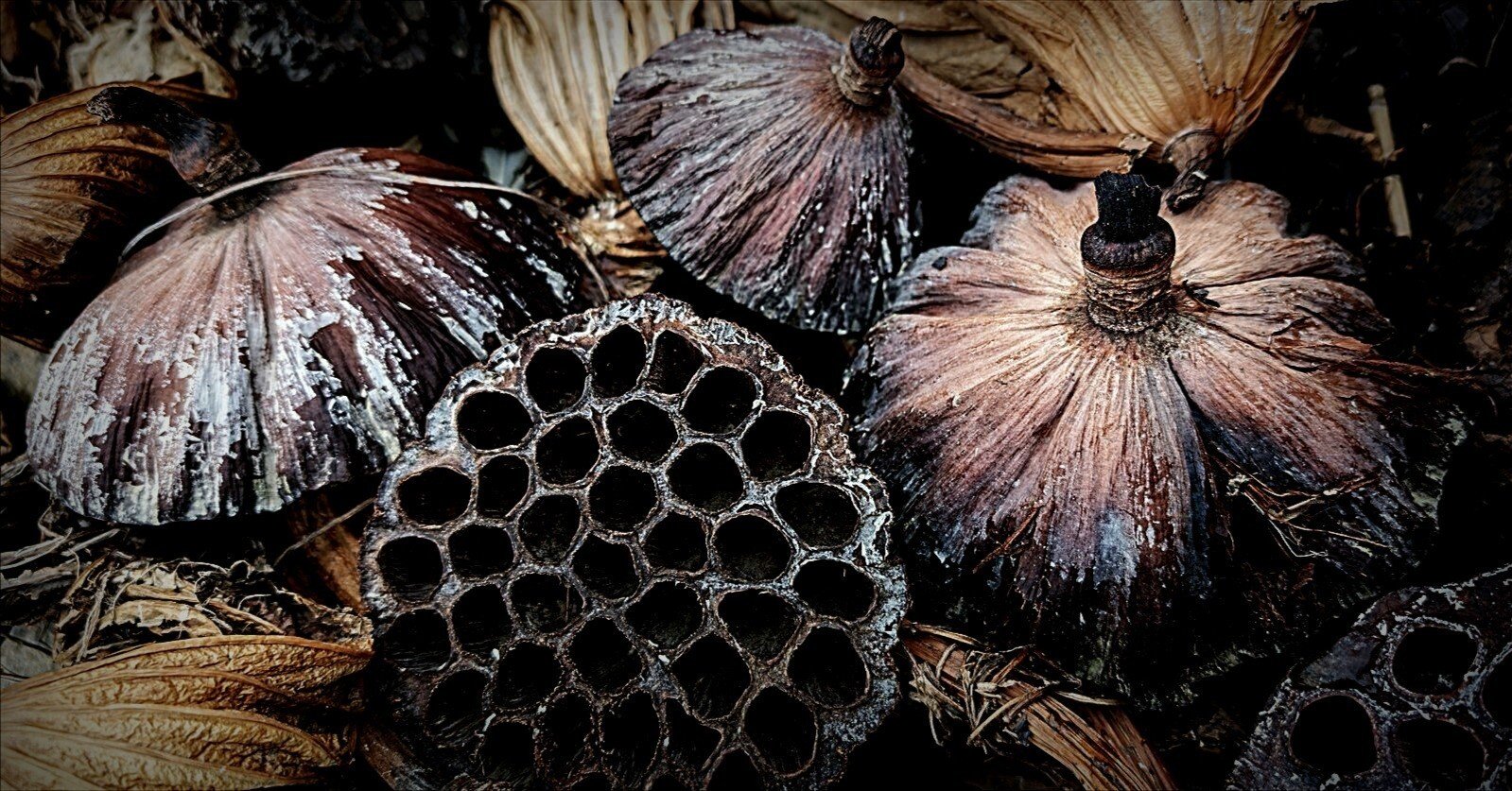 WINTER PLANTS 蓮の花托｜annon