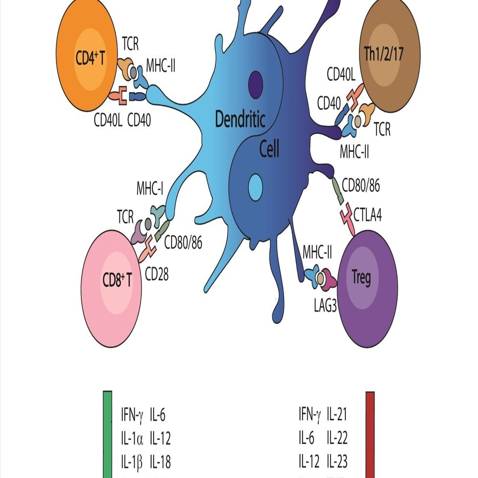 樹状細胞：疾患進行における陰と陽｜哉百名