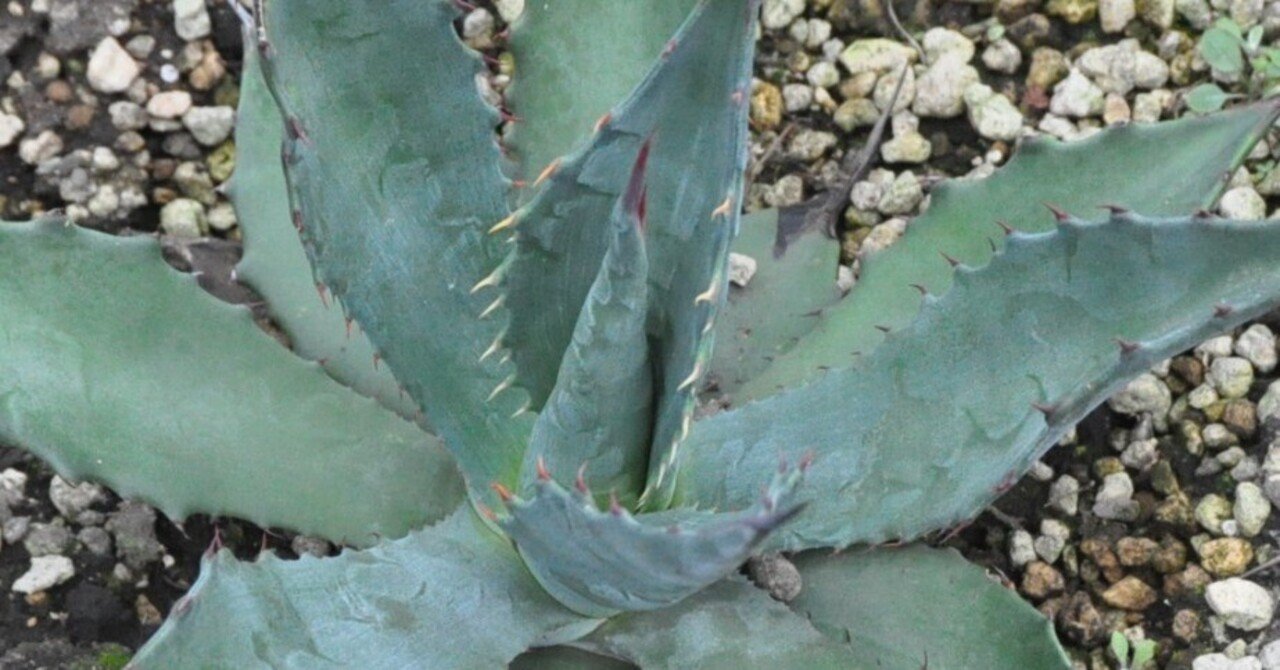 巨大株】アガベ ワコマヒー Agave 多肉植物 ウネリ 強棘