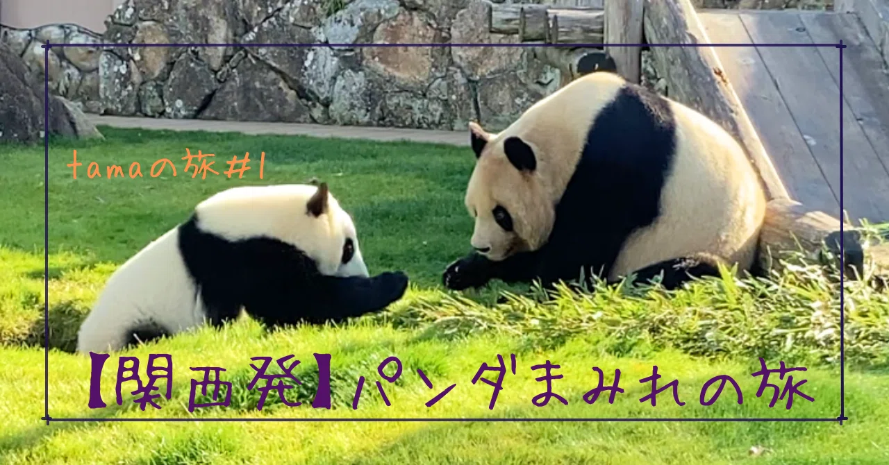 パンダ列車に乗って、パンダに会いに行こう（関西発）｜tama：旅と動物
