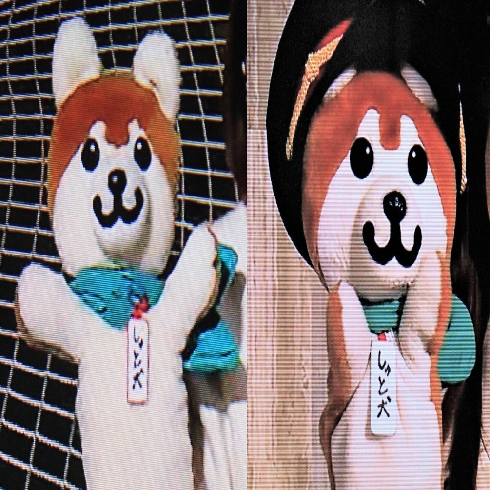 NHKの天気予報でおなじみしゅと犬くんです しゅと犬くんのおうちへようこそ NHK首都圏 リポーター犬紹介！ | NHK