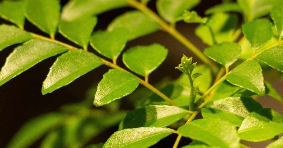 カレーリーフ成長記 19 7 22更新 サカキバラモモカ Note