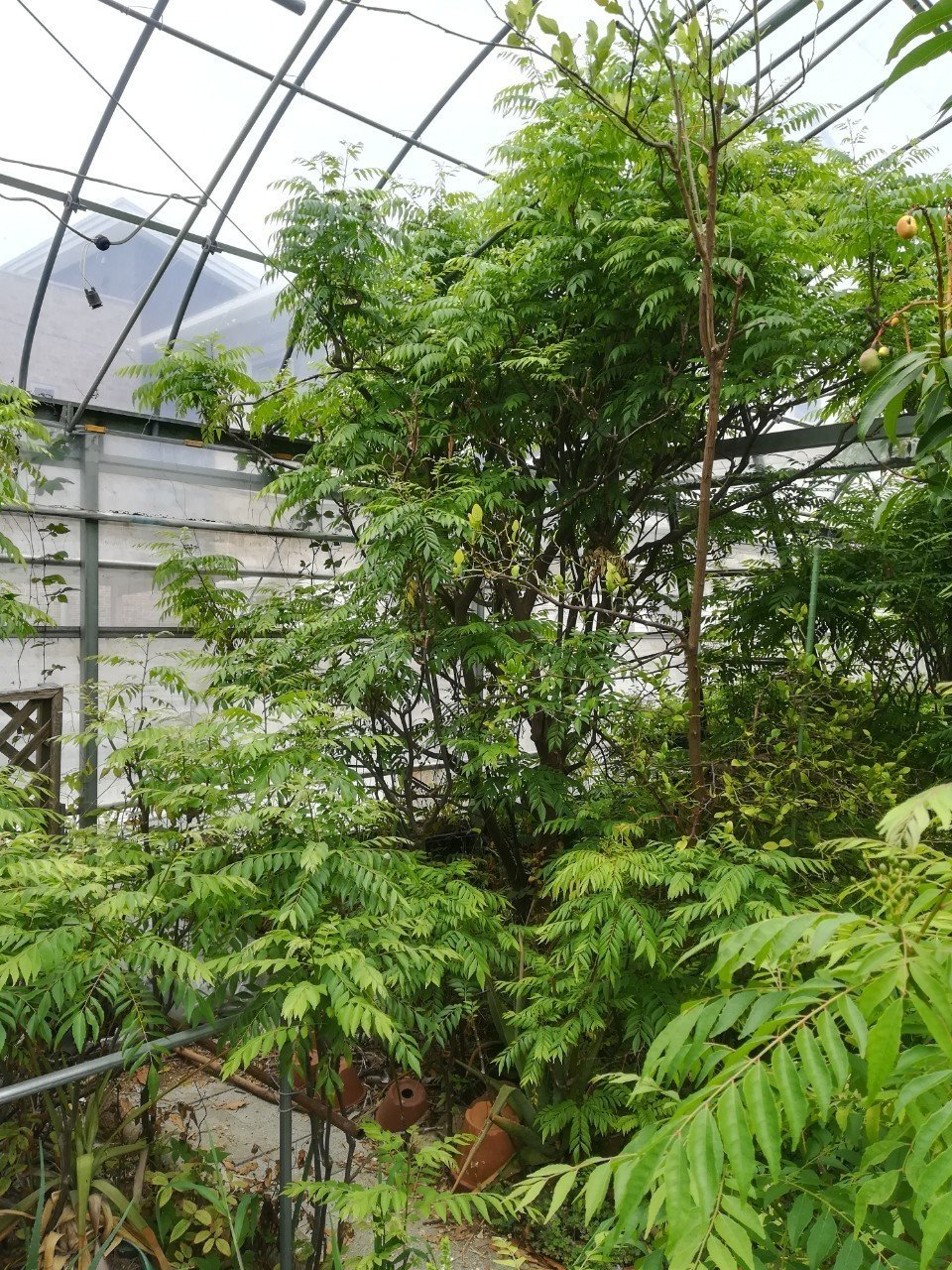 カレーリーフ成長記 19 7 22更新 サカキバラモモカ Note カレーリーフ成長記 19 7 22更新 サカキバラモモカ Note