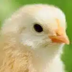 お兄ちゃん