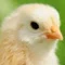 お兄ちゃん