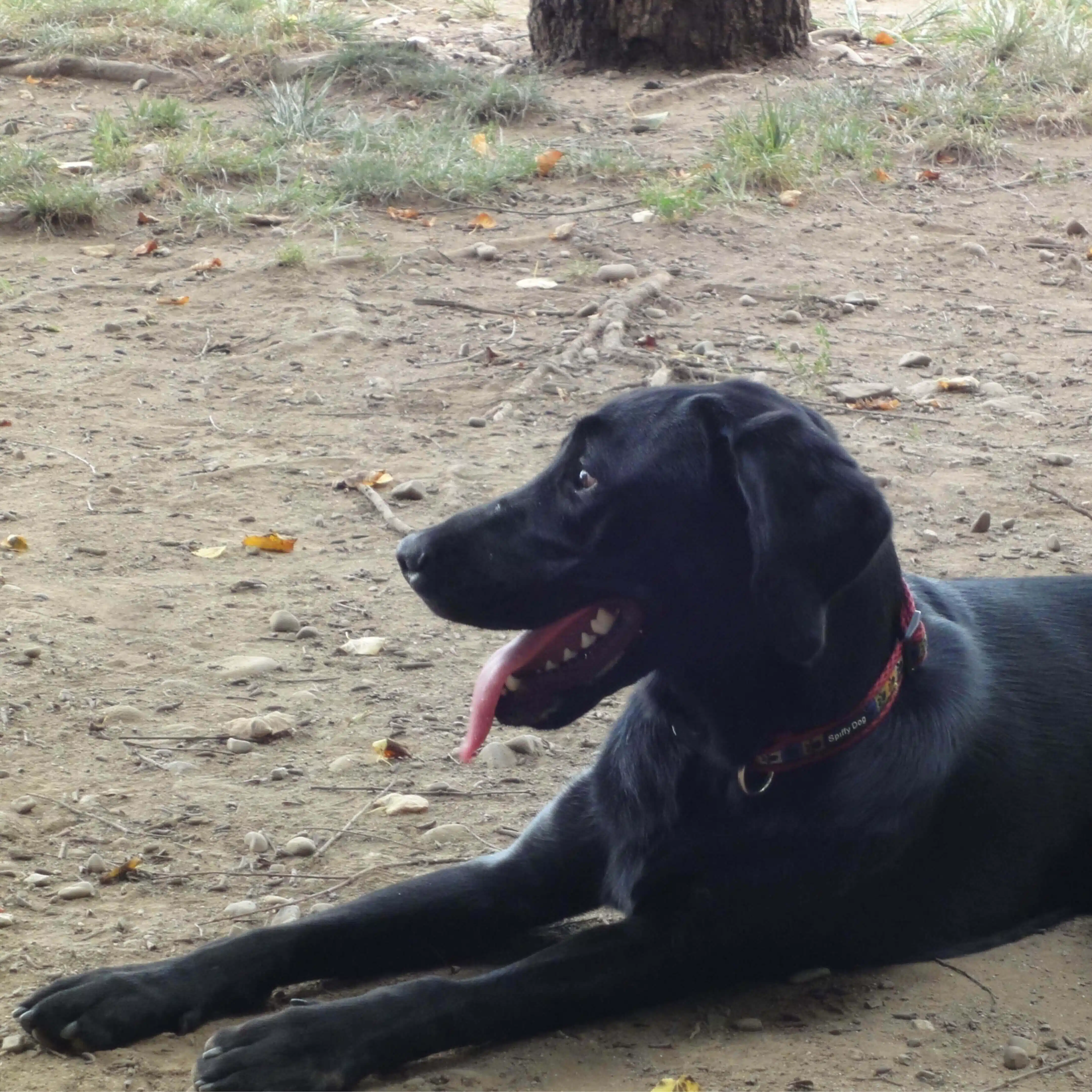 Duke.A