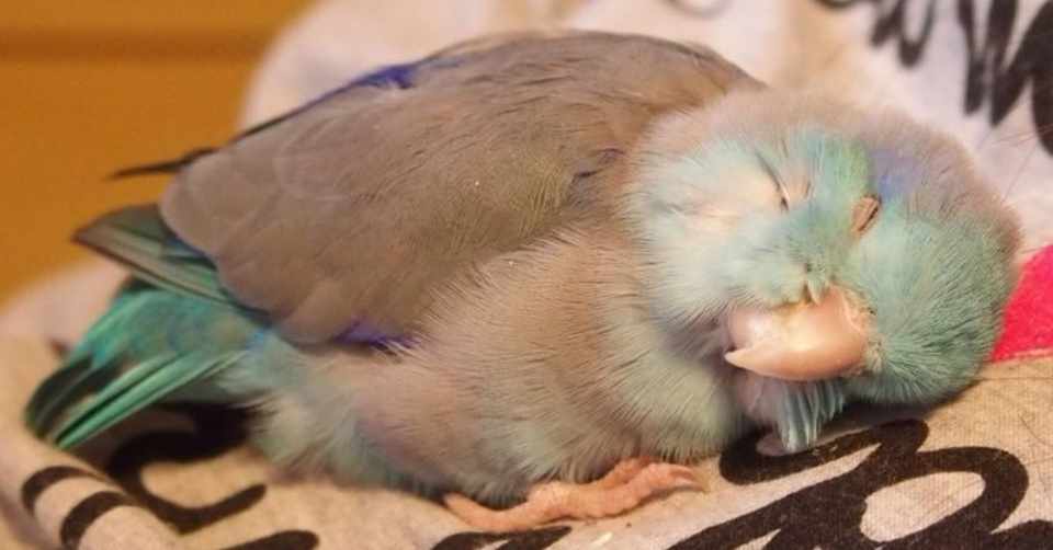 第348回 野鳥の寝相 翆野 大地 Note