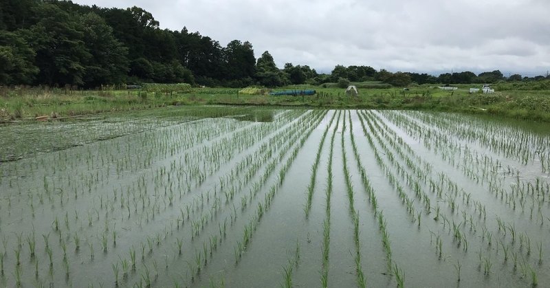 週末は田んぼの雑草取りをしました マンボウ Note