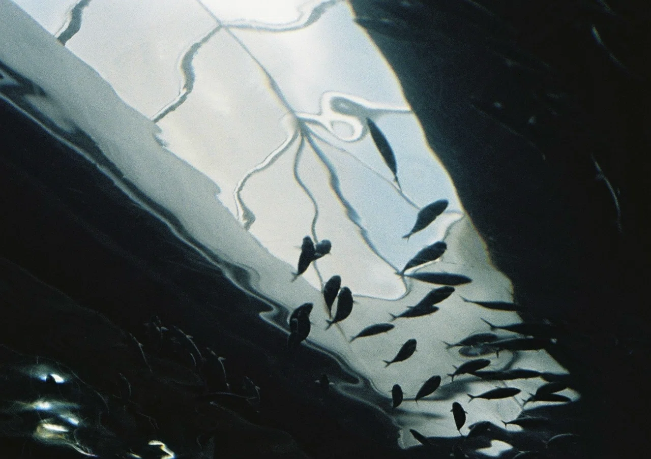 EEDフィルム （7回目の現像）｜すず