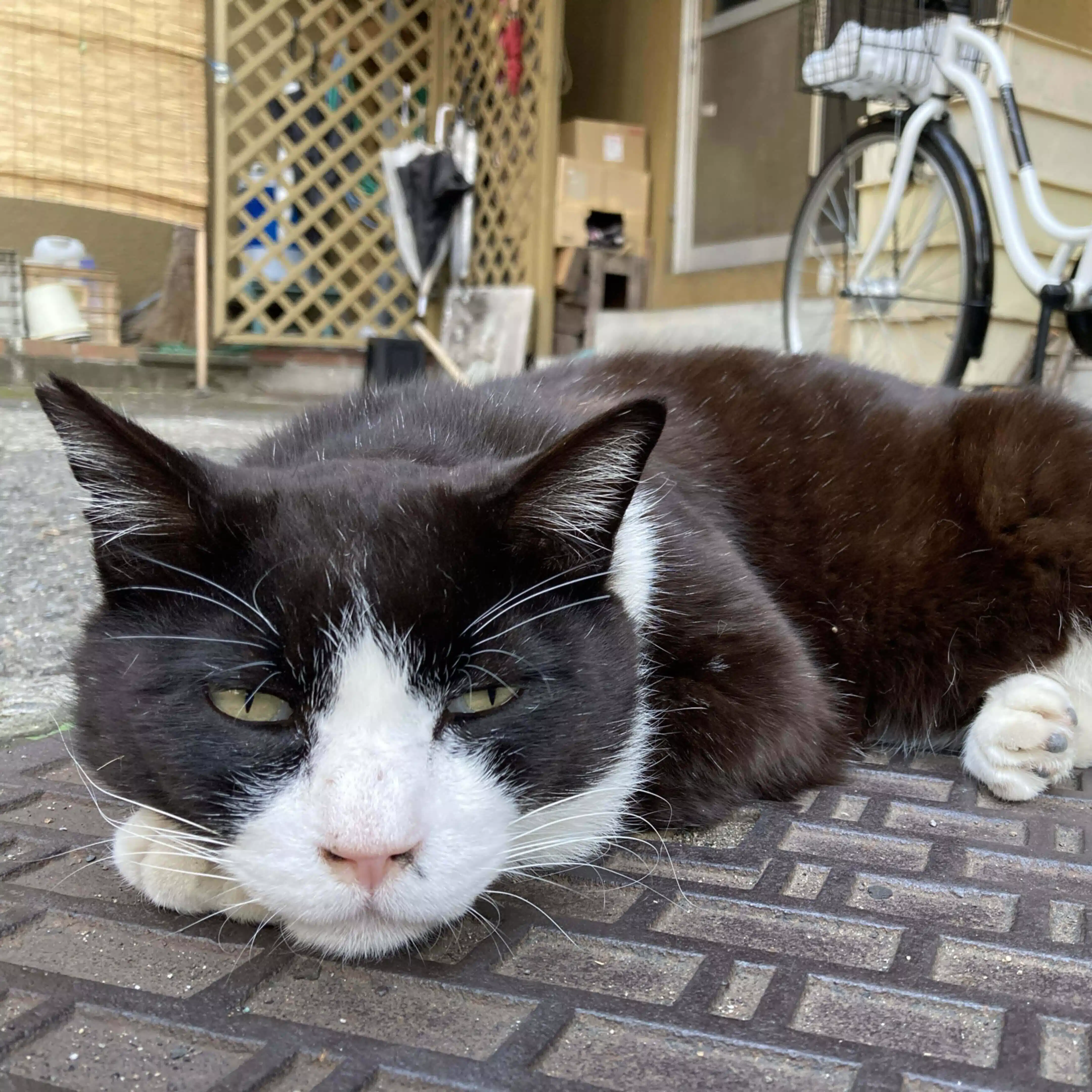 おすし