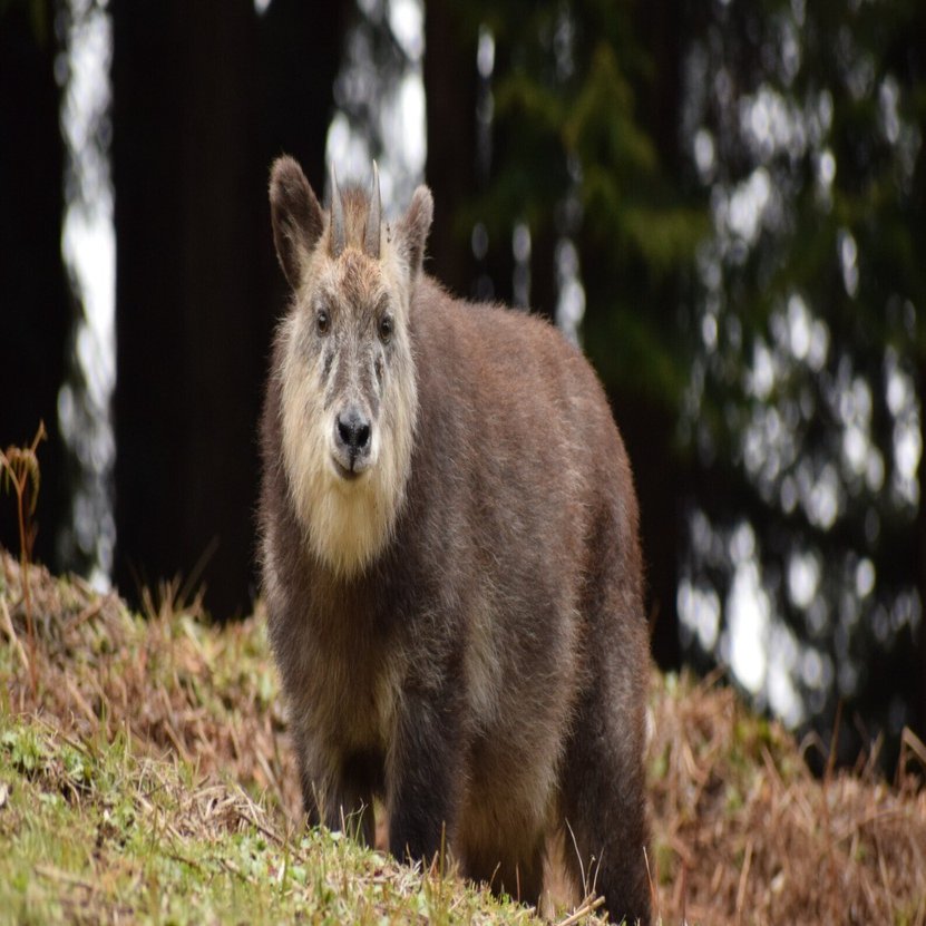 エモーション　カモ太郎さん 3~6歳 カモさんのえがじょうずになる本 | がじゅく, カモさん |本