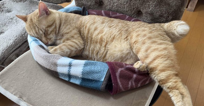 【3人の猫～猫的生き方の研究】第２回：寝ていられる猫がうらやましい