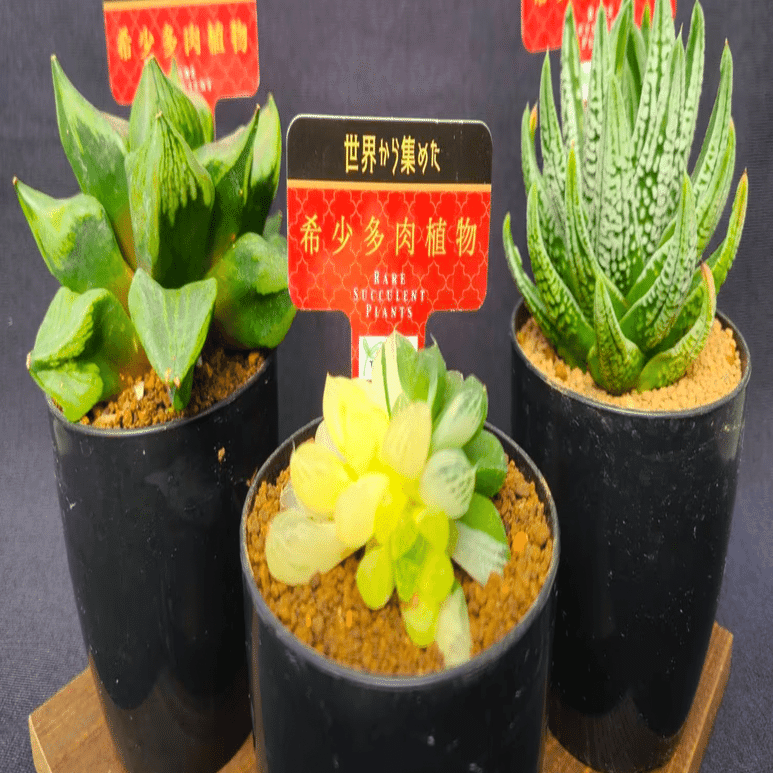 世界の希少多肉植物を扱う「ToriDoriみどり」｜midoritoridori