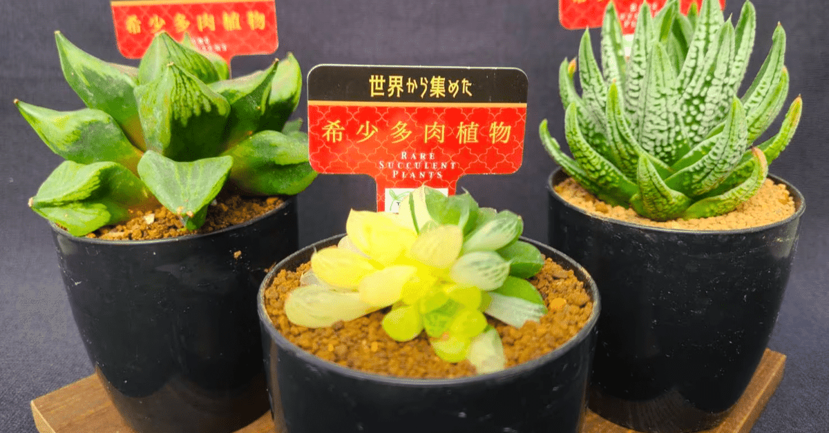 世界の希少多肉植物を扱う「ToriDoriみどり」｜midoritoridori