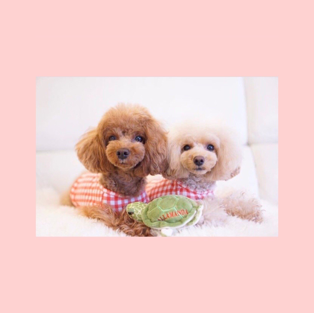 犬がかまってほしくない４つのサイン 田中愛子 ドッグトレーナー Note