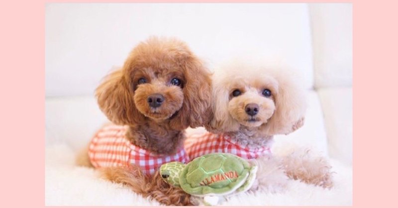 犬がかまってほしくないとき の新着タグ記事一覧 Note つくる つながる とどける