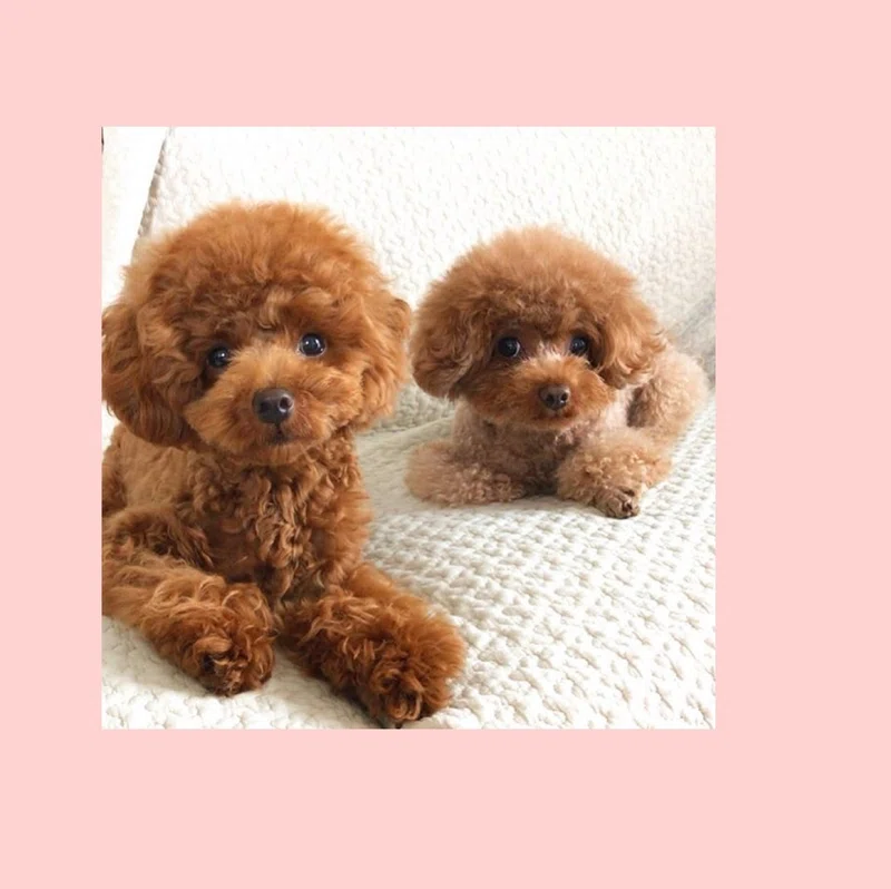 犬がかまってほしくない４つのサイン 田中愛子 ドッグトレーナー Note