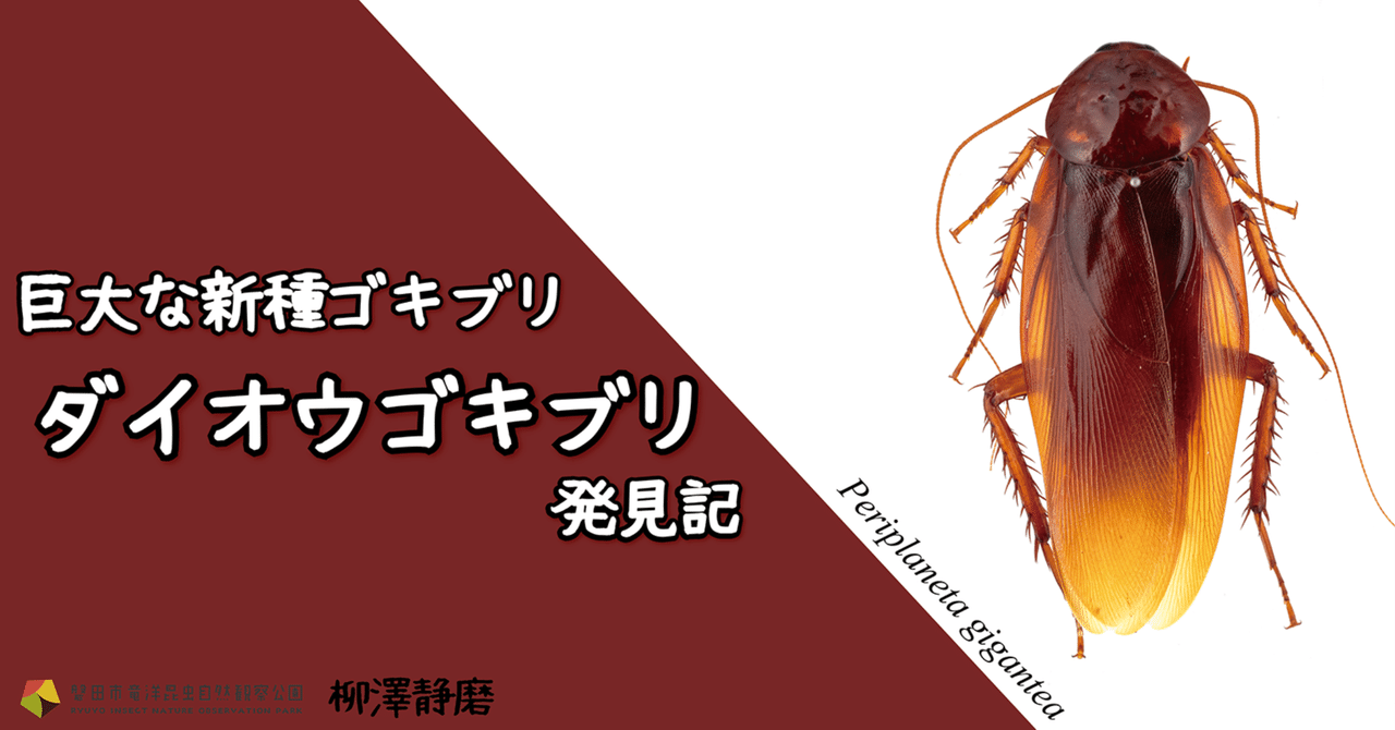 巨大な新種ゴキブリ ダイオウゴキブリ発見記｜竜洋昆虫自然観察公園