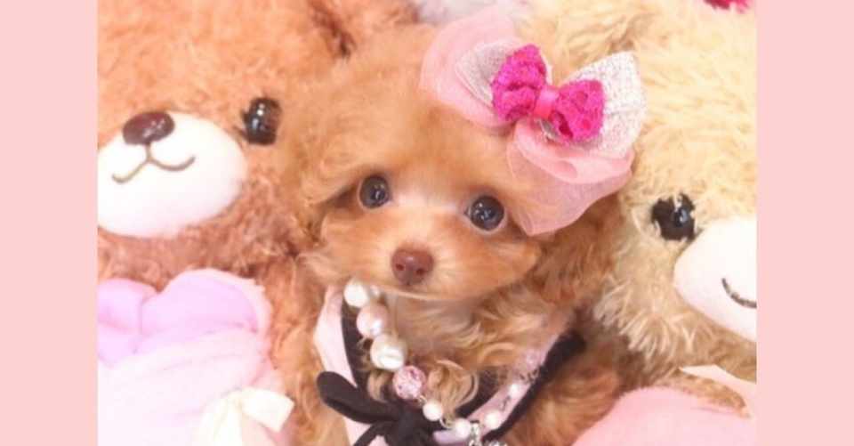 愛犬がご飯を食べないときは 食べるまで放っておく 以外の方法があります 田中愛子 ドッグトレーナー Note