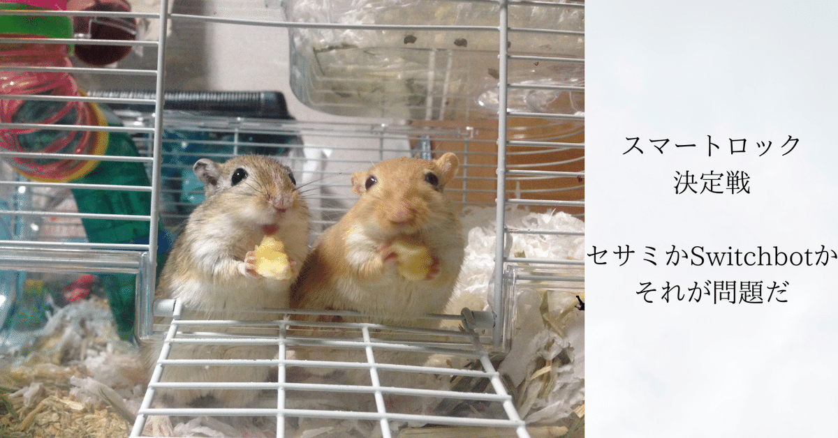 ミチビッシュ専用　sesame bean 2025年最新】Sesame beanの人気アイテム - メルカリ