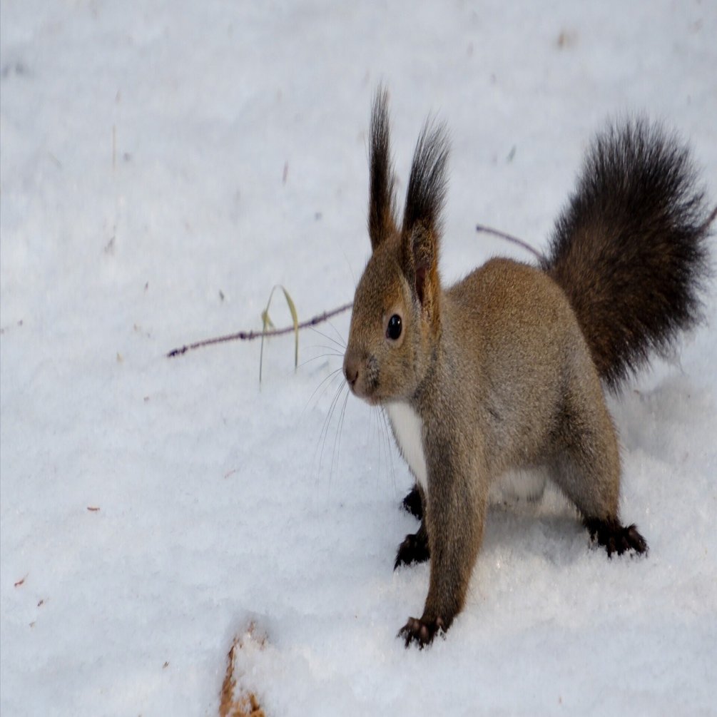 X-T5 で新春のエゾリスを撮る｜No.54