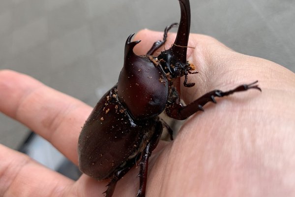 カブトムシ子育て日記 の新着タグ記事一覧 Note つくる つながる とどける カブトムシ子育て日記 の新着タグ記事一覧 Note つくる つながる とどける