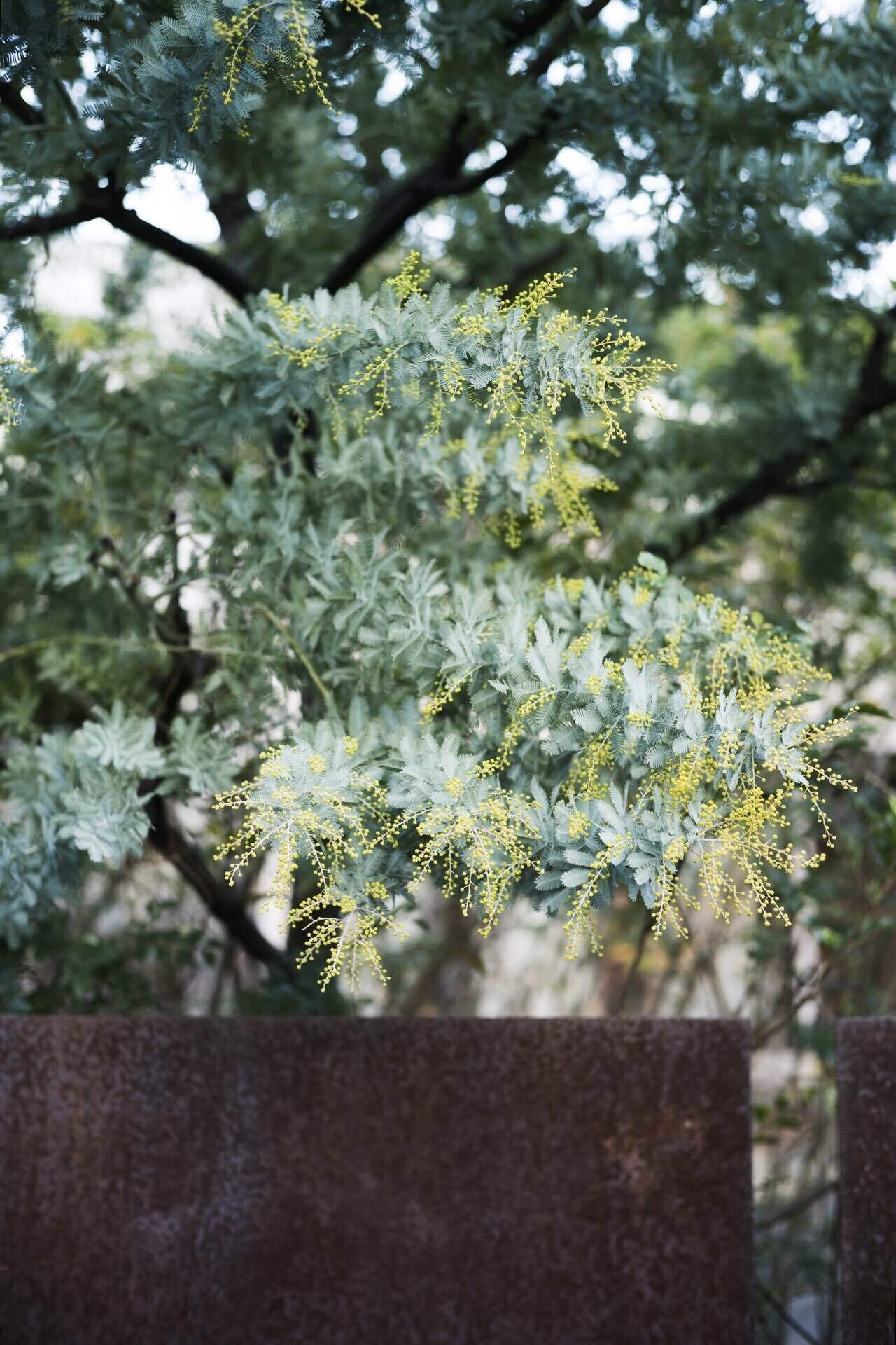 晴れた日曜の朝 nokton classic 40 + zf｜sgk