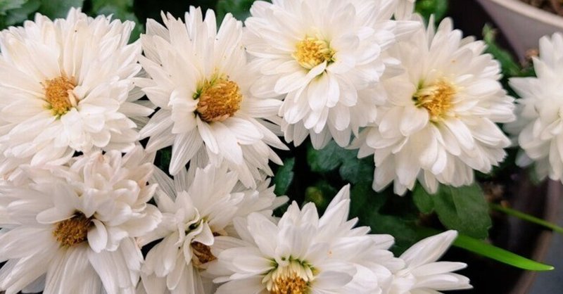 白菊の色は本当に移ろうの？｜絲荷