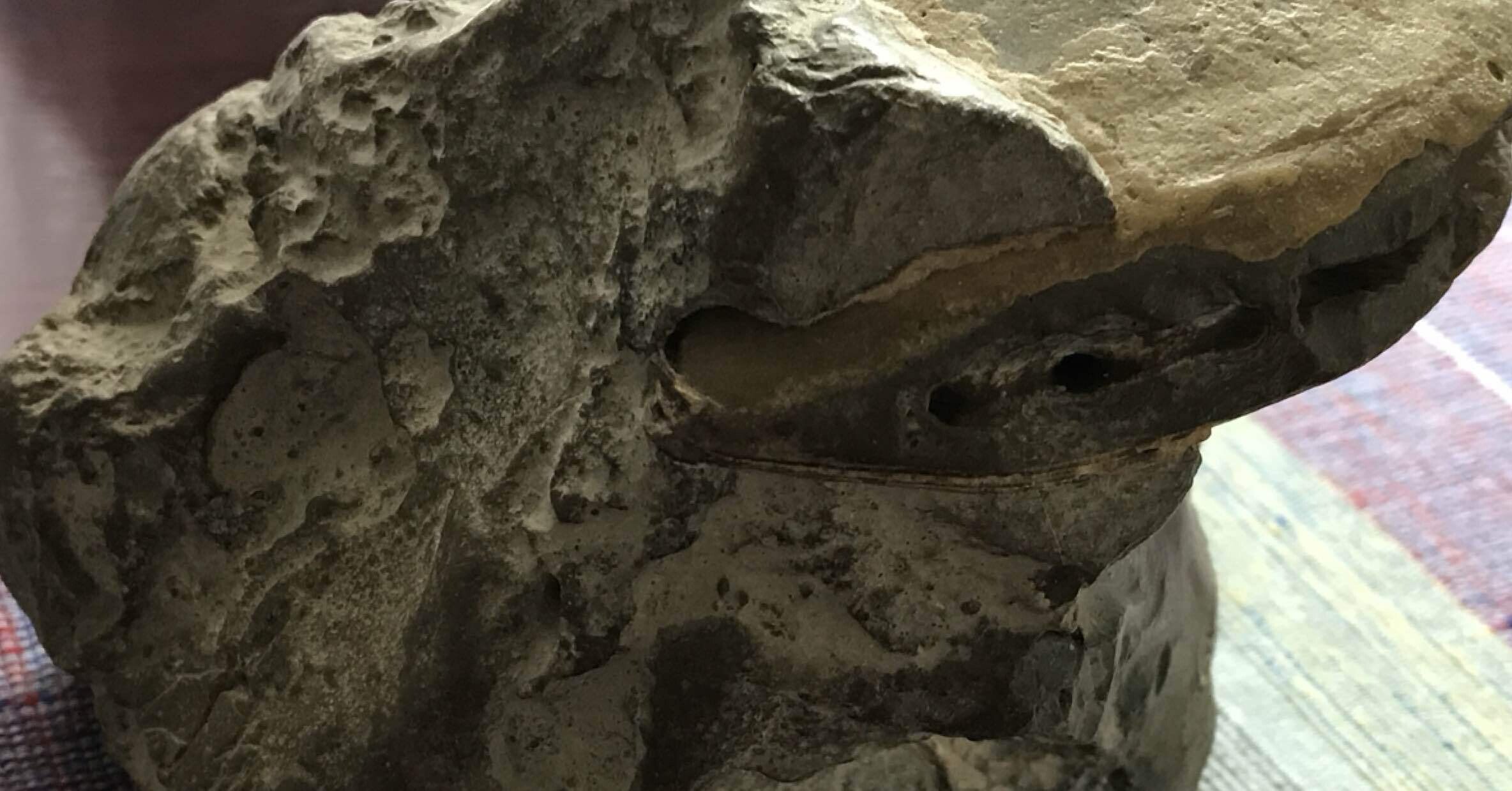 貝の化石｜The Passing