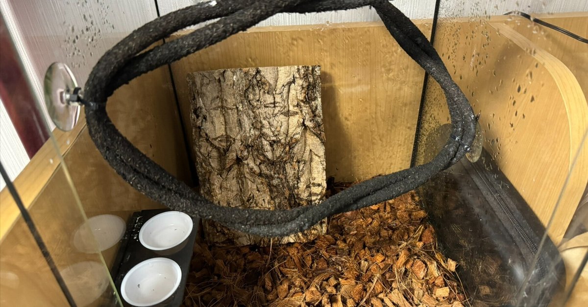 クレステットゲッコーの飼育環境！｜かぼちゃ