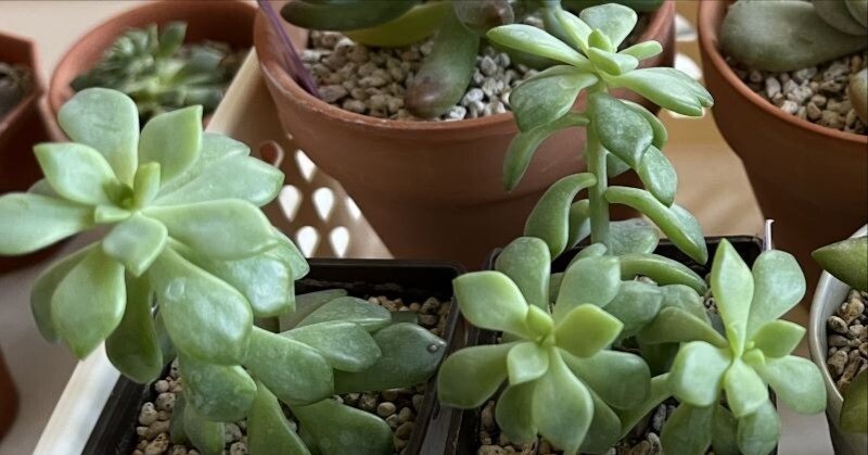 リトルビューティ（セダム属）｜ひなよっこ