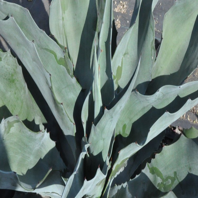 アガベ　大型品種 アガベ 品種紹介（Deserticoar節）｜KKGREEN