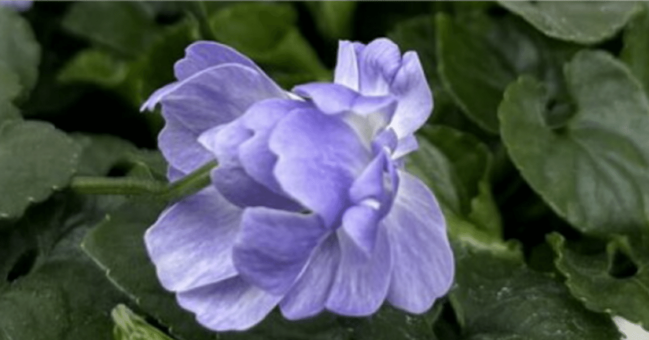 甘い香りダッチェス デ パルメパルマスミレダブル咲き花芽二つ寒さ強し 甘い香りダッチェス デ パルメパルマスミレダブル咲き花芽二つ寒さ強し