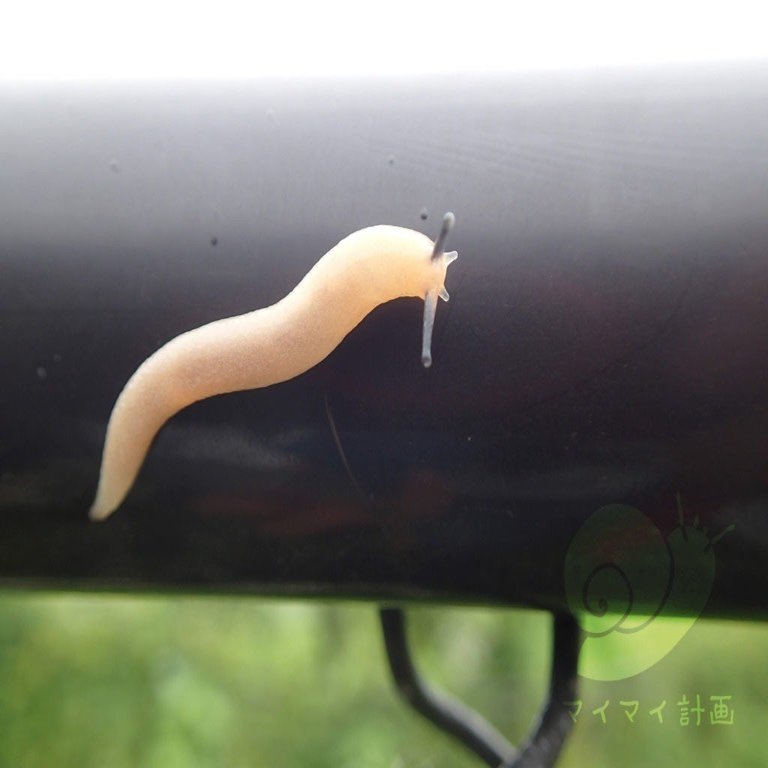 かたつむり的世界観 第３回 かたつむりとなめくじって どう違うの マイマイ計画 野島智司 Note