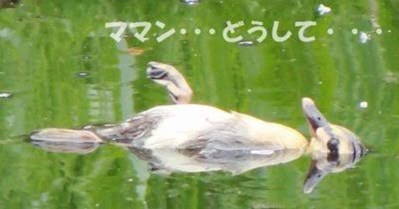 第352回 野鳥の親子の虐待 カルガモ 2回目 翆野 大地 Note 第352回 野鳥の親子の虐待 カルガモ 2回目 翆野 大地 Note