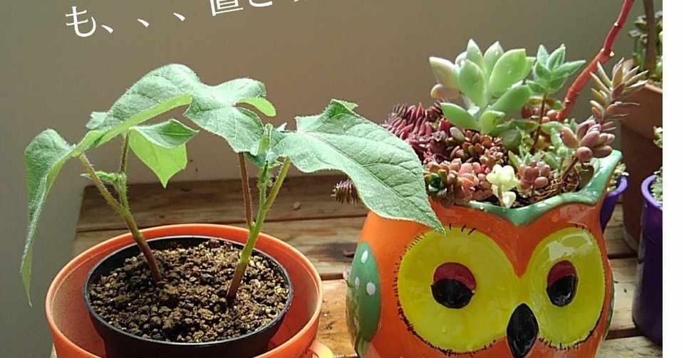 朝顔の苗をもらいました リルム Note