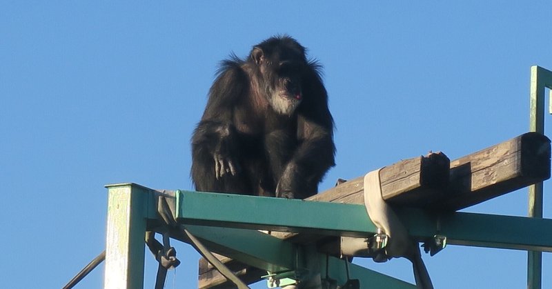 ここに確かに居ること、ここへ必ず還ってくることーー黑田菜月《動物園の避難訓練》試論